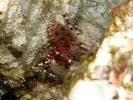 103 Marbled Shrimp Female IMG 2478